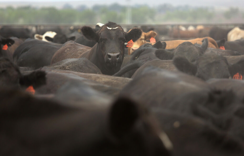 Nebraskaâs largest cattle feedlot gets OK from Dundy County Board