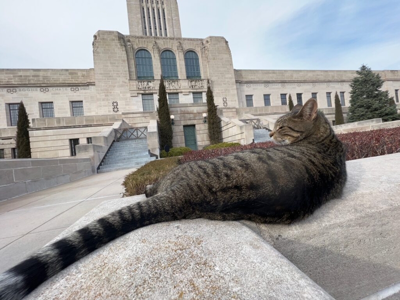 Nebraska’s Capitol Cat bids farewell to constituents, retreats to private life