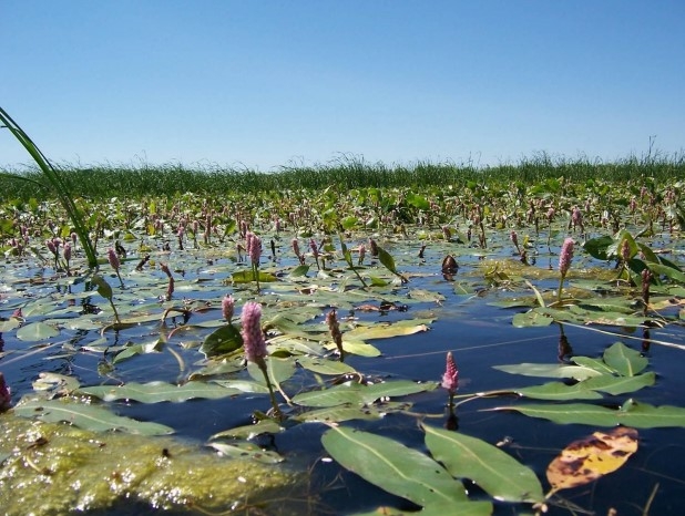 Biden vetoes attempt to repeal WOTUS rule on wetlands