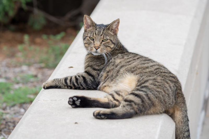‘So freaking cute’: Supporters pitch Cameron the Capitol Cat statue outside Nebraska State Capitol