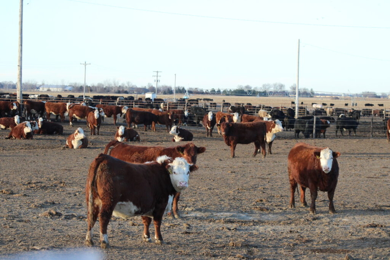 Branding problem? Escalation in Nebraska divide over state Brand Committee