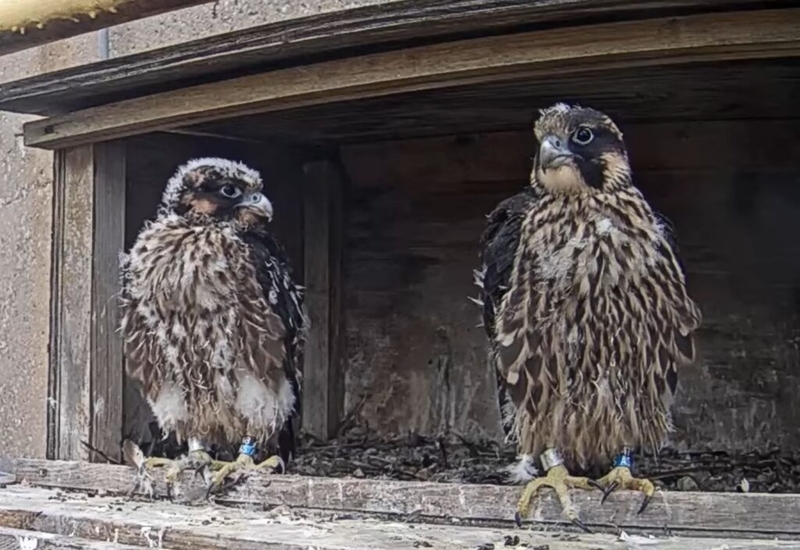 Omaha Public Power District’s peregrine falcon chicks get named via community vote