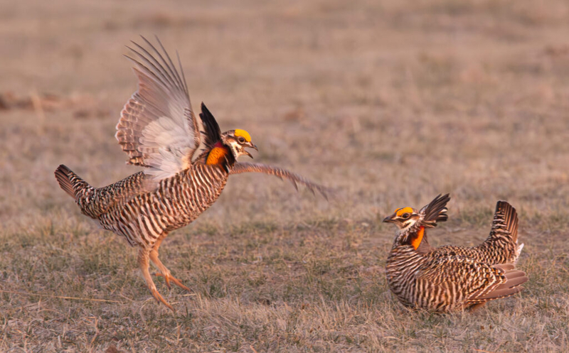Nearly $19M to help save Nebraska prairie, state bird, dancing chickens 