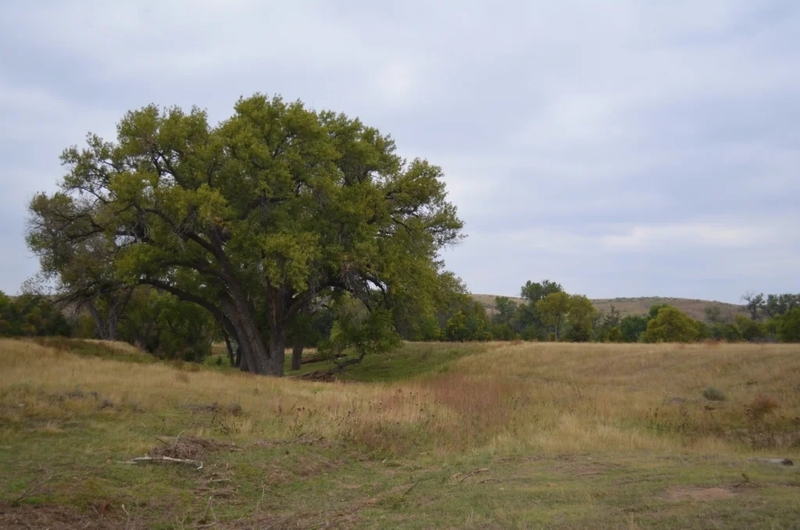 The Great Plains face a surprising threat: Too many trees