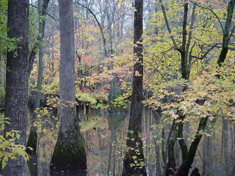 Arkansas wildlife refuge important for duck migration to expand