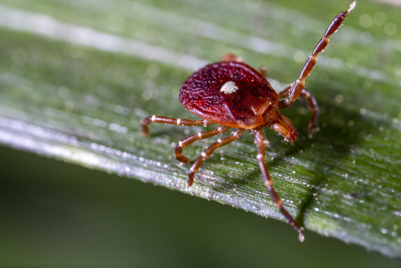 Arkansas’ tick season appears worse than usual, state public health veterinarian says