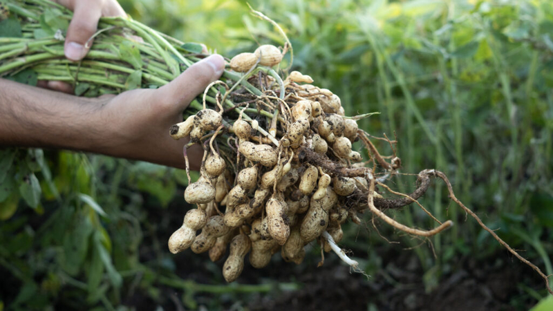 Arkansas offering $5M loan to Jonesboro peanut processing facility