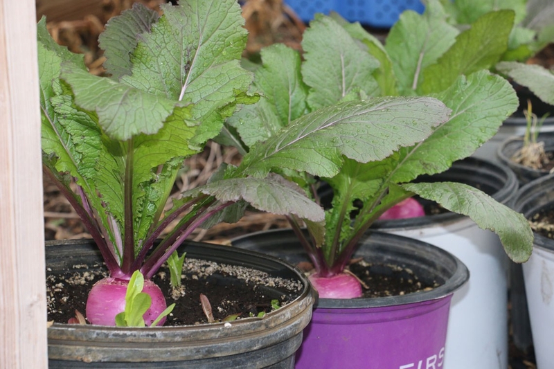 These 61 organizations will receive $3.5M in Illinois local food grants