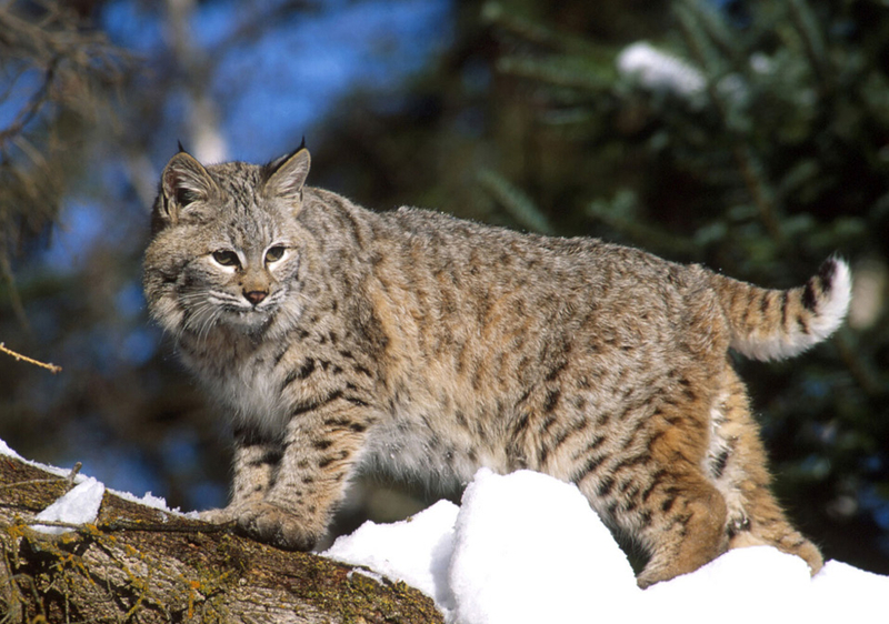 DNR proposes boost to bobcat trapping quota; add weapons