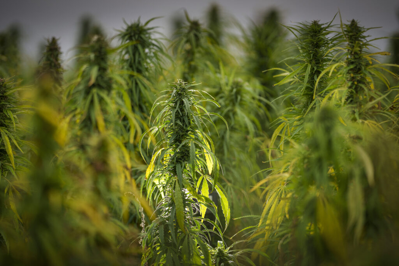 Hemp can be a winner for KY. But it needs legislative stability.