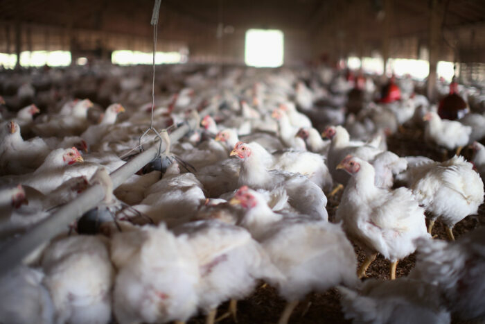 Group alleges ‘hidden-camera’ video reveals ‘cruelty’ in chicken production in Kentucky 