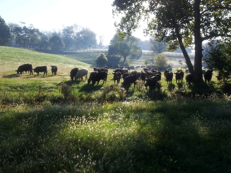 Ag Commissioner: KY policies must support cattle farmers facing ‘perfect storm of issues’