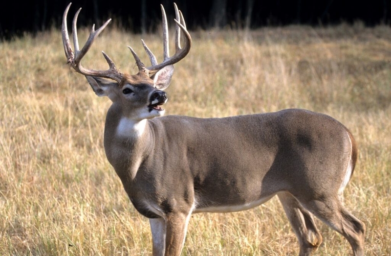 Deer farm herd killed to stem spread of ‘zombie’ deer disease in Kentucky. Now what?