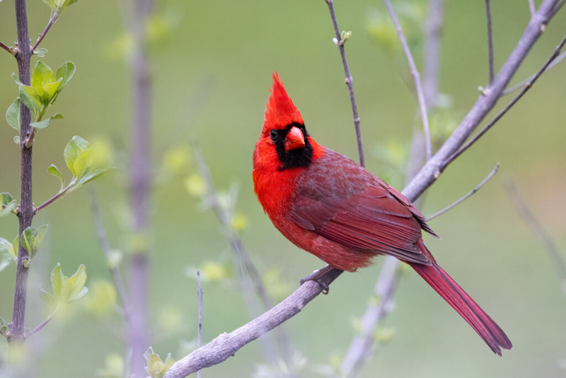 Nonprofit launches Eastern Kentucky birding ‘hotspots’ to encourage bird documentation