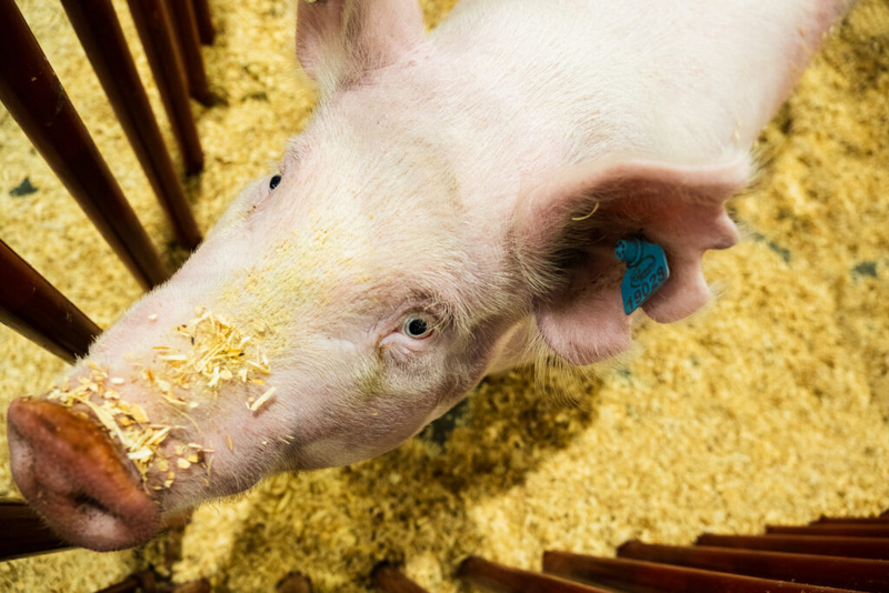 I went on a quest to find the cutest animal at the Kentucky State Fair 