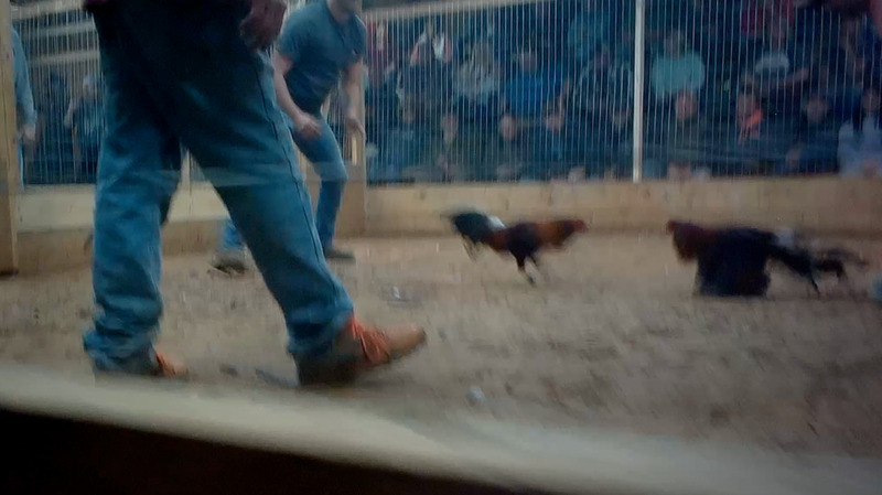Feds take on Kentucky cockfighting with multiple indictments