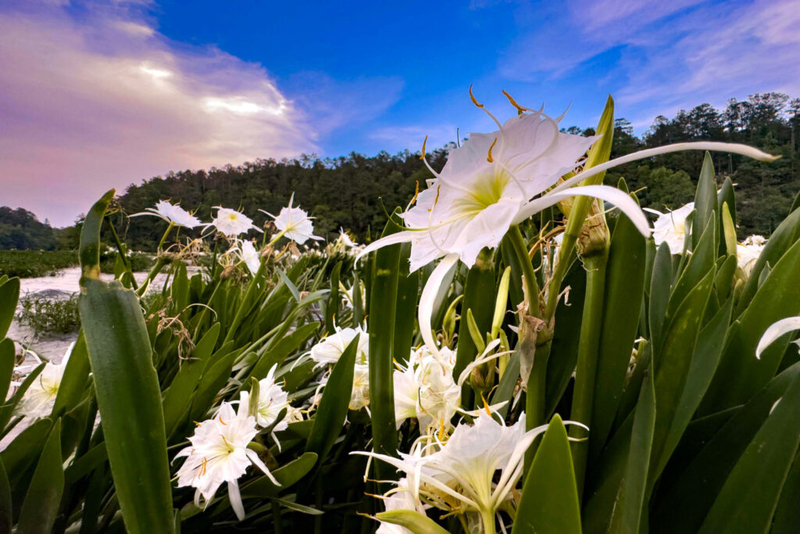 A song for the Cahaba River | News From The States