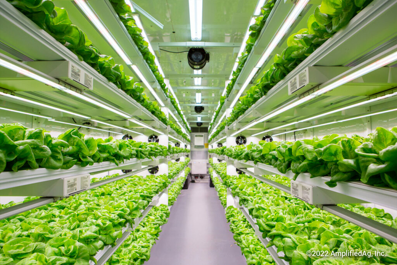 SC women’s prison to grow lettuce in recycled shipping containers