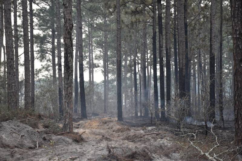 Carolina Forest fire 30% contained, evacuations lifted