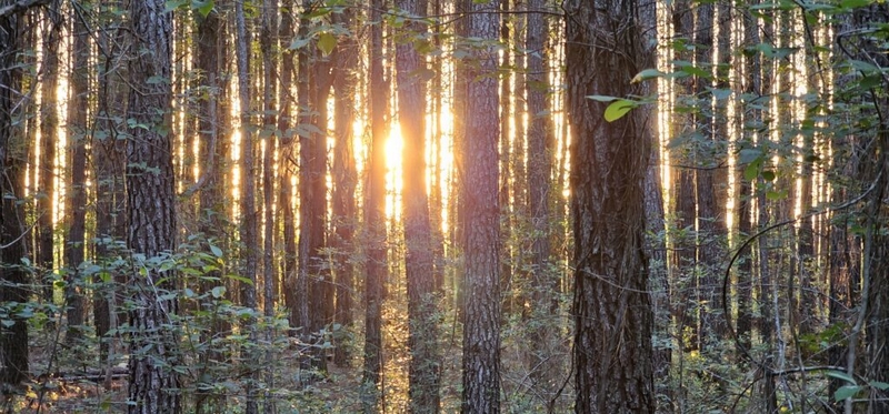 SC agency considers entering the carbon business to improve state forests