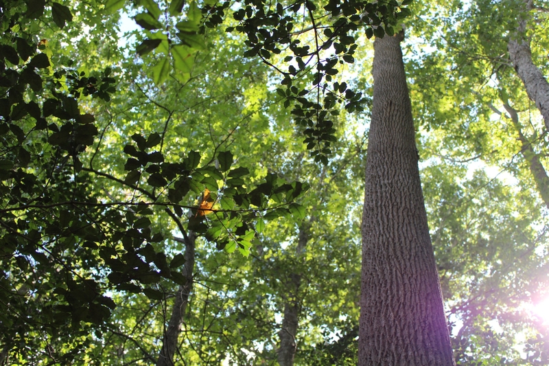 Should Sussex County prevent developers from cutting down trees?