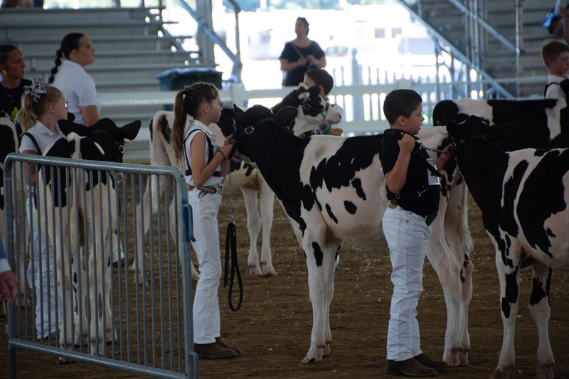 At the Delaware State Fair, young farmers showcase their cattle-log 