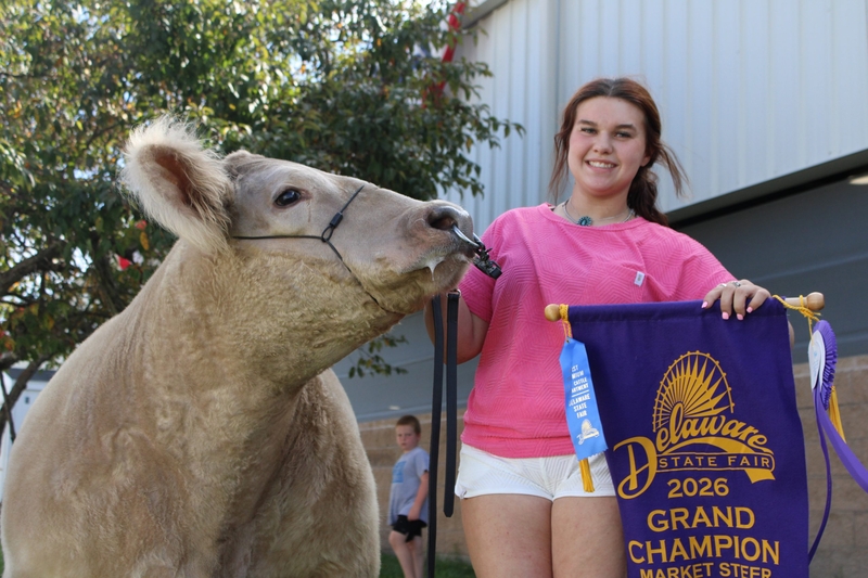 Goose the grand champion steer makes hay out of his time at the Delaware State Fair