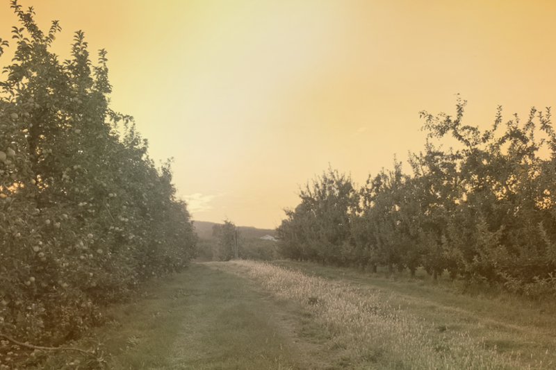 ‘I Got Scared to See My Coworker Like That’: New York Farmworkers Labor Through Extreme Heat