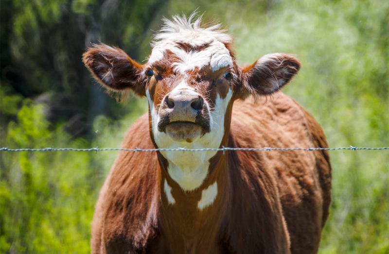 Vermont farmers feel impacts of staffing cuts at USDA