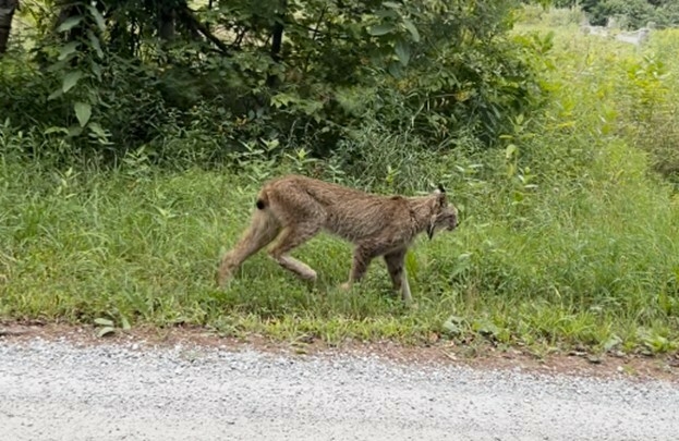 Endangered Canada lynx spotted in Rutland