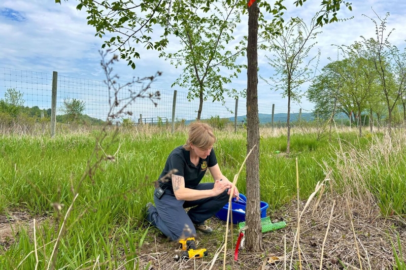 Researchers at Vermont orchard work to bring back the American elm tree in New England