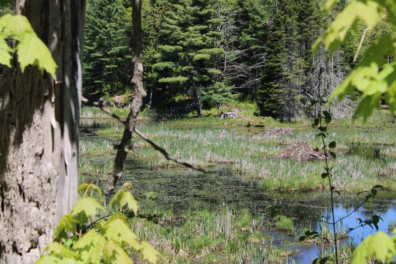 Phil Scott administration pushes through wetlands changes, despite lawmakers’ objections
