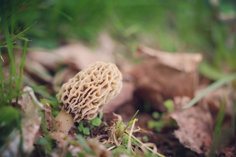 May the lucky find morel mushrooms in Vermont