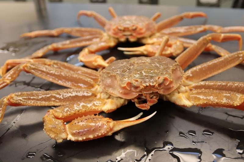 Bering Sea snow crab fishing to resume, but at an ultra-low level to encourage repopulation