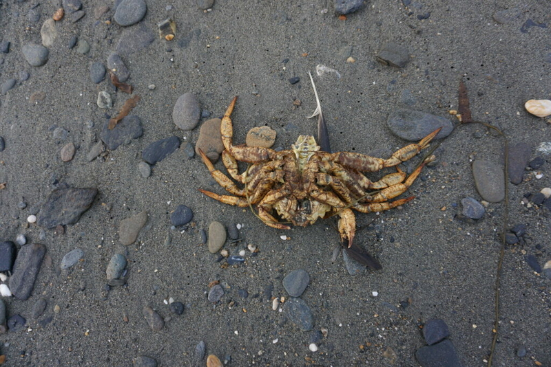 Fishery disasters declared for several poor or closed Alaska crab and salmon harvests