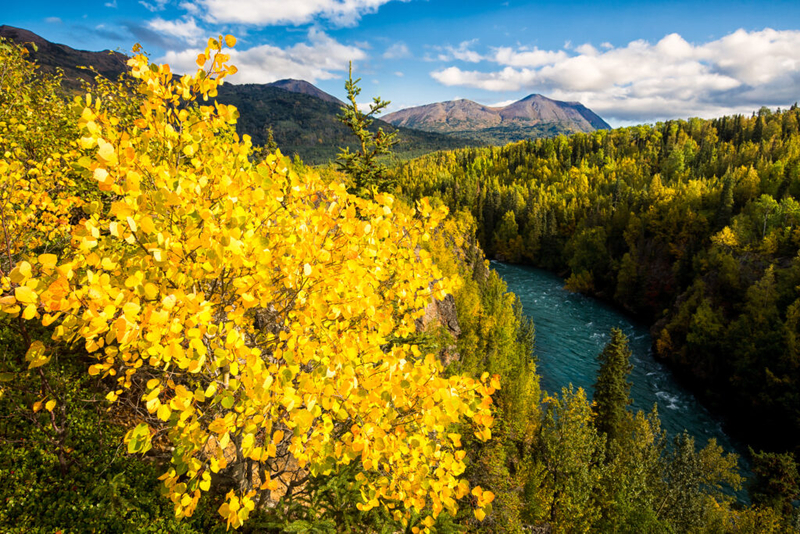 Two Kenai dog walkers plead guilty in Alaska federal court to disrupting fur trapper