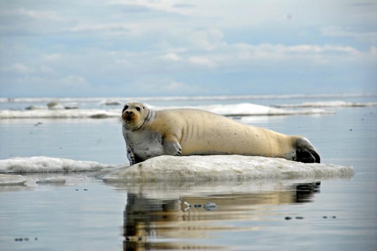 Habitat protections for Alaska ringed and bearded seals reinstated by appeals court