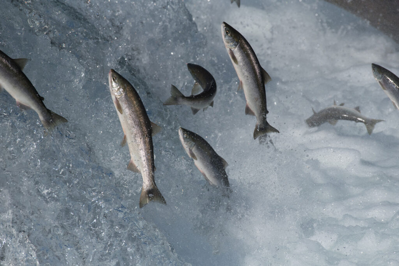 Alaska would benefit from keeping out finfish farms