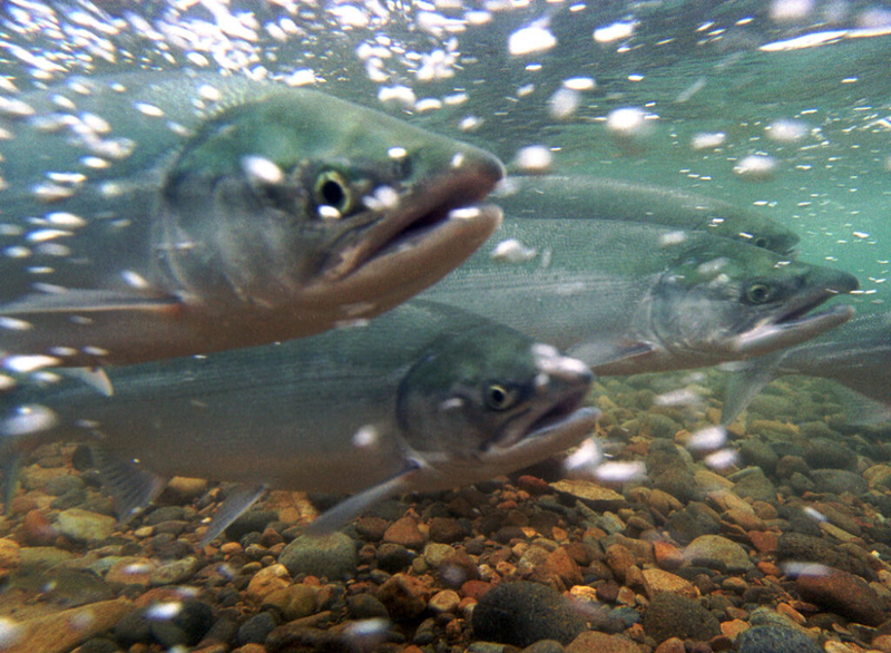 Bill introduced by Alaska’s Murkowski aims to promote use of eDNA analysis in fishery management
