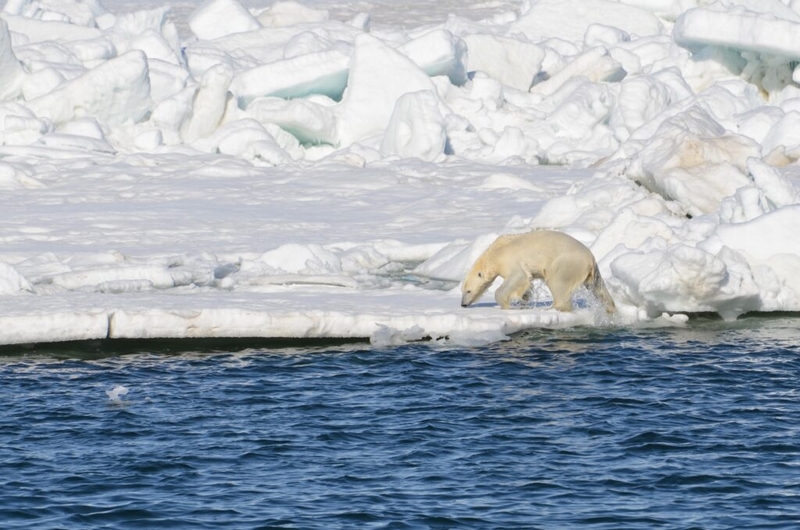 Chukchi Sea polar bears are increasingly exposed to disease-causing pathogens