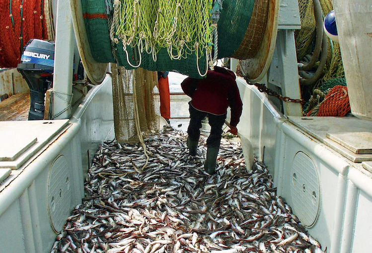 Trawl allies fire back as Alaska candidates’ anti-industry rhetoric heats up