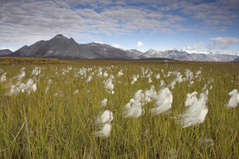Alaska appeals federal court decision with implications for Arctic Refuge oil drilling