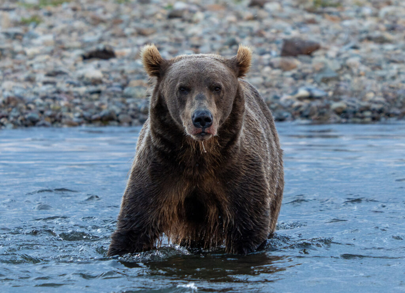 Environmental group asks Alaska court to halt this year’s bear-killing program