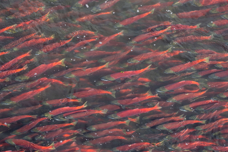 Alaska’s Bristol Bay salmon return about average this year, with higher prices paid to fishers