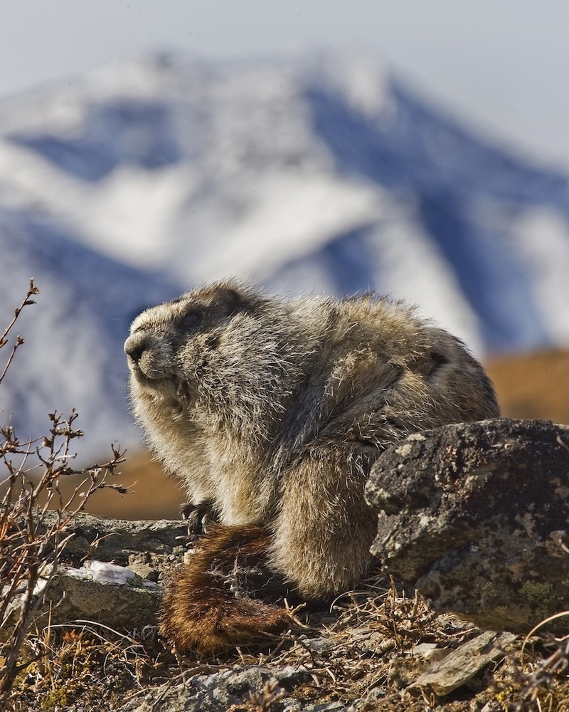 Groundhogs are lousy forecasters but valuable animal engineers – and an important food source