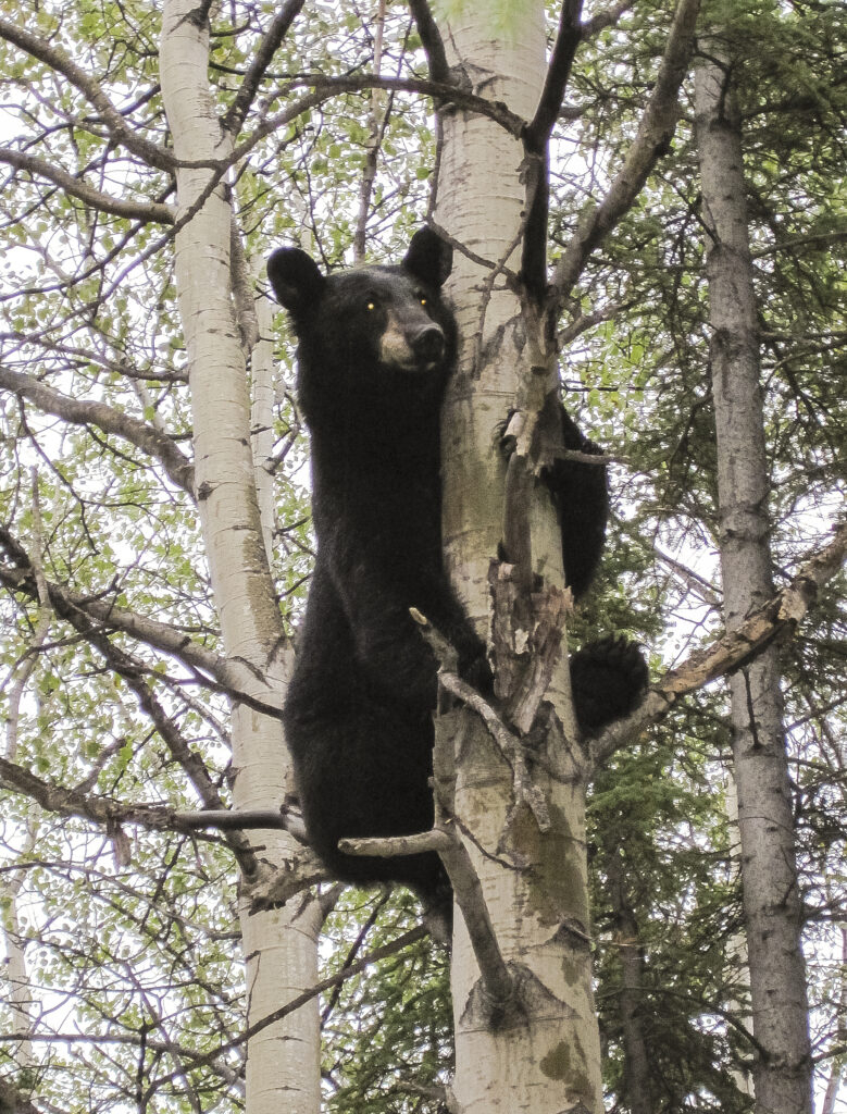 Alaska state legislator chases bear away from fellow lawmaker outside state Capitol