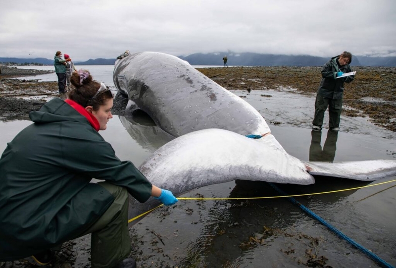 Dead fin whale carried into Alaska port on cruise ship bow, investigation underway