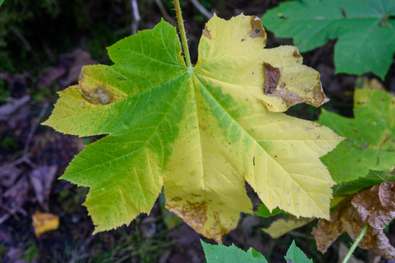 When the most aggressive-seeming greenery has a softer side