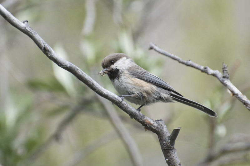 Endangered listing sought as gray-headed chickadee disappears from Alaska