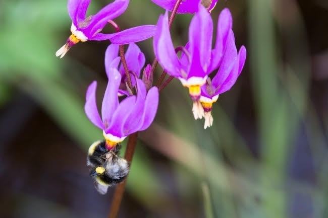 The future of Alaska’s pollinators